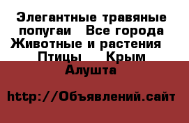 Элегантные травяные попугаи - Все города Животные и растения » Птицы   . Крым,Алушта